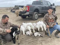 No puppy, a female Labrador Retriever for sale in Bryan, TX – Photo 1 of 8