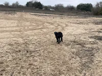 No puppy, a female Labrador Retriever for sale in Bryan, TX – Photo 6 of 8