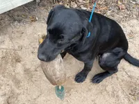 No puppy, a female Labrador Retriever for sale in Bryan, TX – Photo 3 of 8