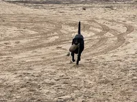 No puppy, a female Labrador Retriever for sale in Bryan, TX – Photo 4 of 8