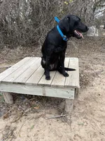 No puppy, a female Labrador Retriever for sale in Bryan, TX – Photo 8 of 8