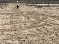 No puppy, a female Labrador Retriever for sale in Bryan, TX – Photo 2 of 8