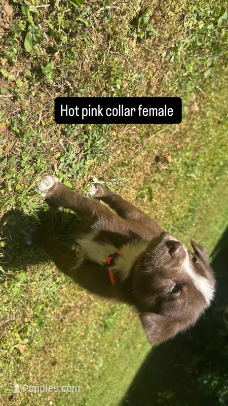 Hot pink collar female – Siberian Husky puppy for sale in Atlanta, GA