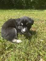 Navy blue collar male long coat , a male Siberian Husky for sale in Atlanta, GA – Photo 2 of 2