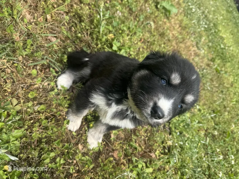 Navy blue collar male long coat  – Siberian Husky puppy for sale in Atlanta, GA