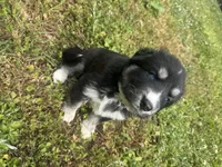 Navy blue collar male long coat , a male Siberian Husky for sale in Atlanta, GA – Photo 1 of 2