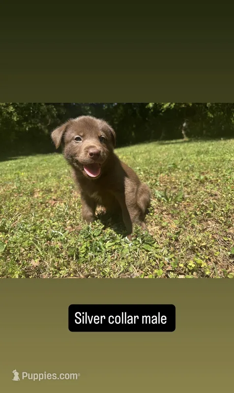 Silver collar male  – Siberian Husky puppy for sale in Atlanta, GA