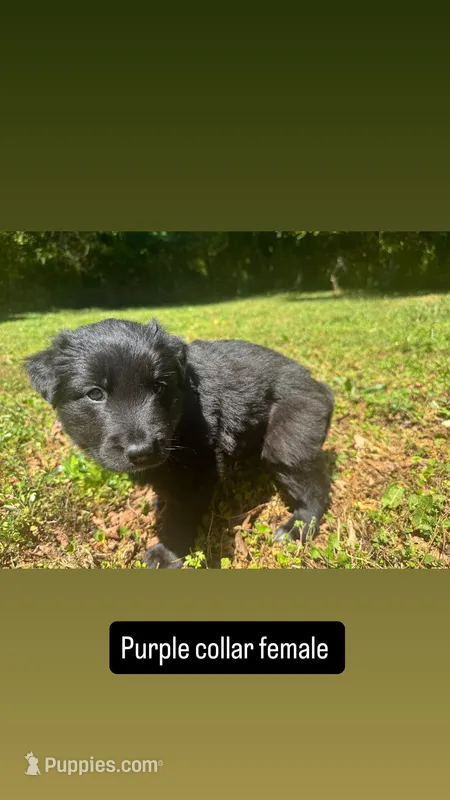 Purple collar female long coat  – Siberian Husky puppy for sale in Atlanta, GA