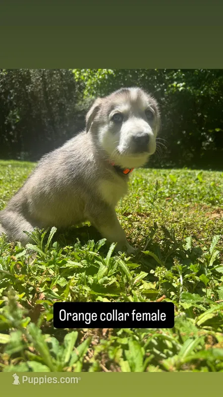 Orange collar female – Siberian Husky puppy for sale in Atlanta, GA