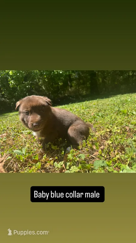 Baby blue collar male – Siberian Husky puppy for sale in Atlanta, GA