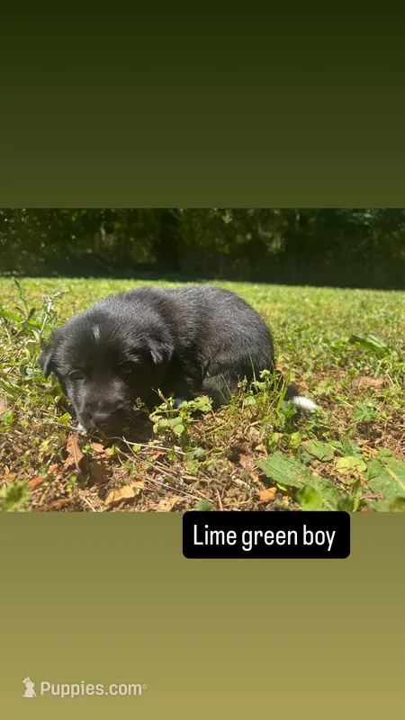 Lime green boy  – Siberian Husky puppy for sale in Atlanta, GA