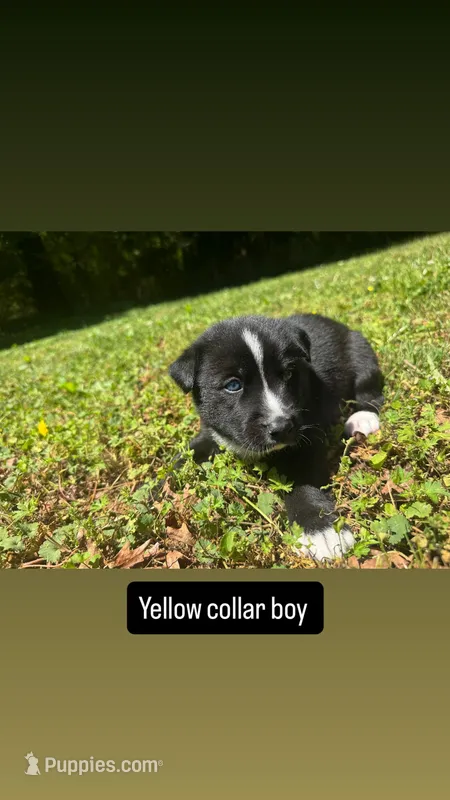 Yellow collar male  – Siberian Husky puppy for sale in Atlanta, GA