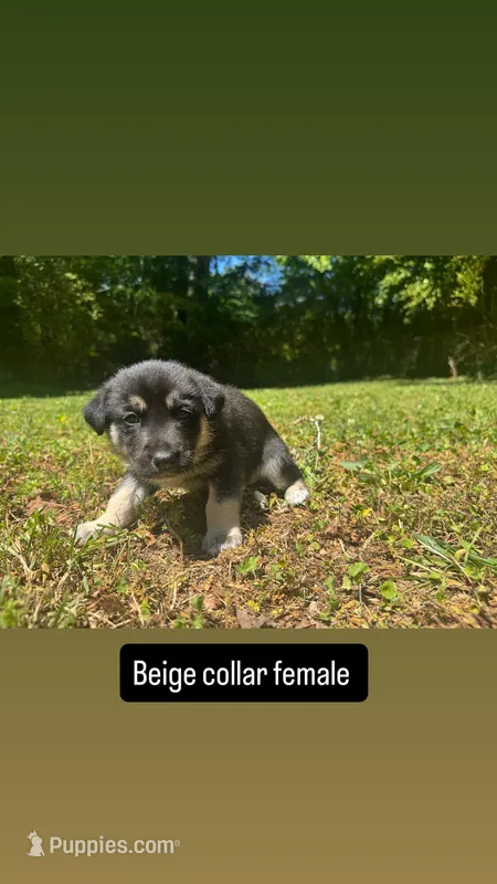 Beige collar female  – Siberian Husky puppy for sale in Atlanta, GA