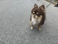 Kody AKC, a male Chihuahua for sale in Atlanta, GA – 1 of 3