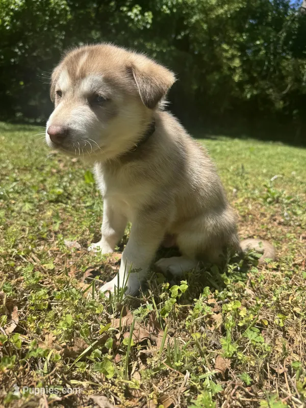 Black collar male  – Siberian Husky puppy for sale in Atlanta, GA