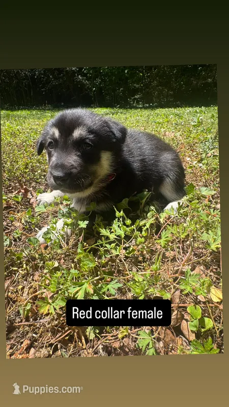 Red collar female  – Siberian Husky puppy for sale in Atlanta, GA