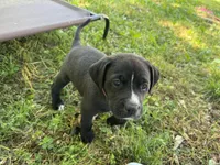 Hot pink collar female , a female American Pit Bull Terrier and Labrador Retriever for sale in Atlanta, GA – Photo 2 of 2