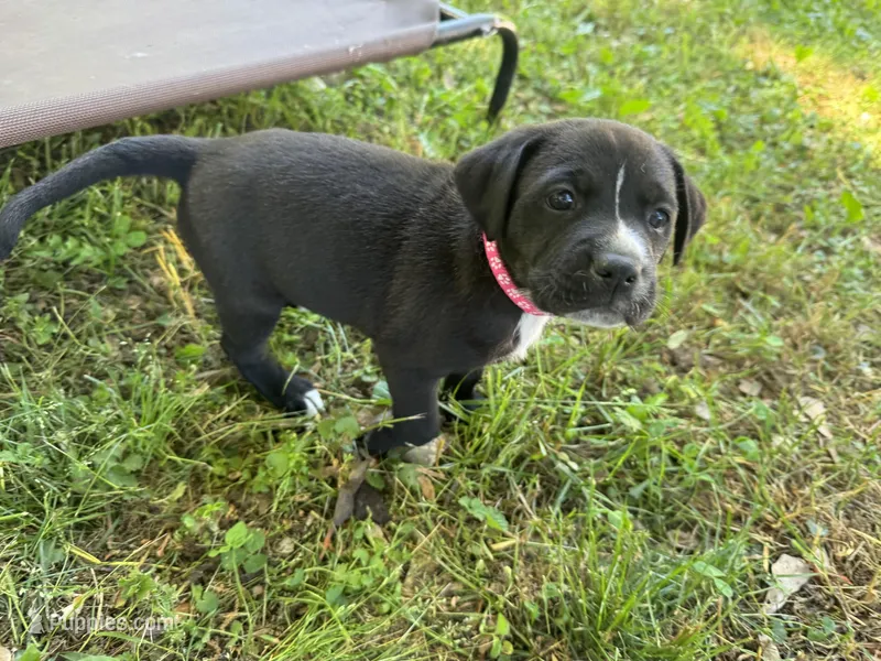 Hot pink collar female  – American Pit Bull Terrier, Labrador Retriever puppy for sale in Atlanta, GA