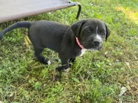 Hot pink collar female , a female American Pit Bull Terrier and Labrador Retriever for sale in Atlanta, GA – Photo 1 of 2