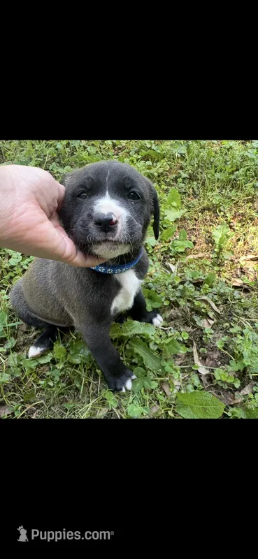 Navy blue collar male – American Pit Bull Terrier, Labrador Retriever puppy on hold in Atlanta, GA
