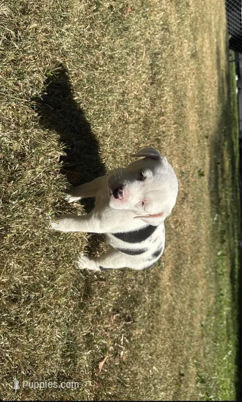 Baby pink collar female – American Pit Bull Terrier, Labrador Retriever puppy for sale in Atlanta, GA