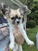 Cookie, a female Chihuahua for sale in Atlanta, GA – Photo 1 of 3