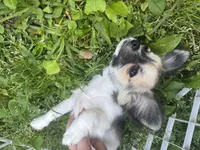 Cookie, a female Chihuahua for sale in Atlanta, GA – Photo 3 of 3