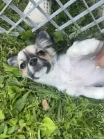 Cookie, a female Chihuahua for sale in Atlanta, GA – Photo 2 of 3