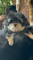 TT Trad M1, a female Maltese and Yorkshire Terrier for sale in Fort Worth, TX – 7 of 10