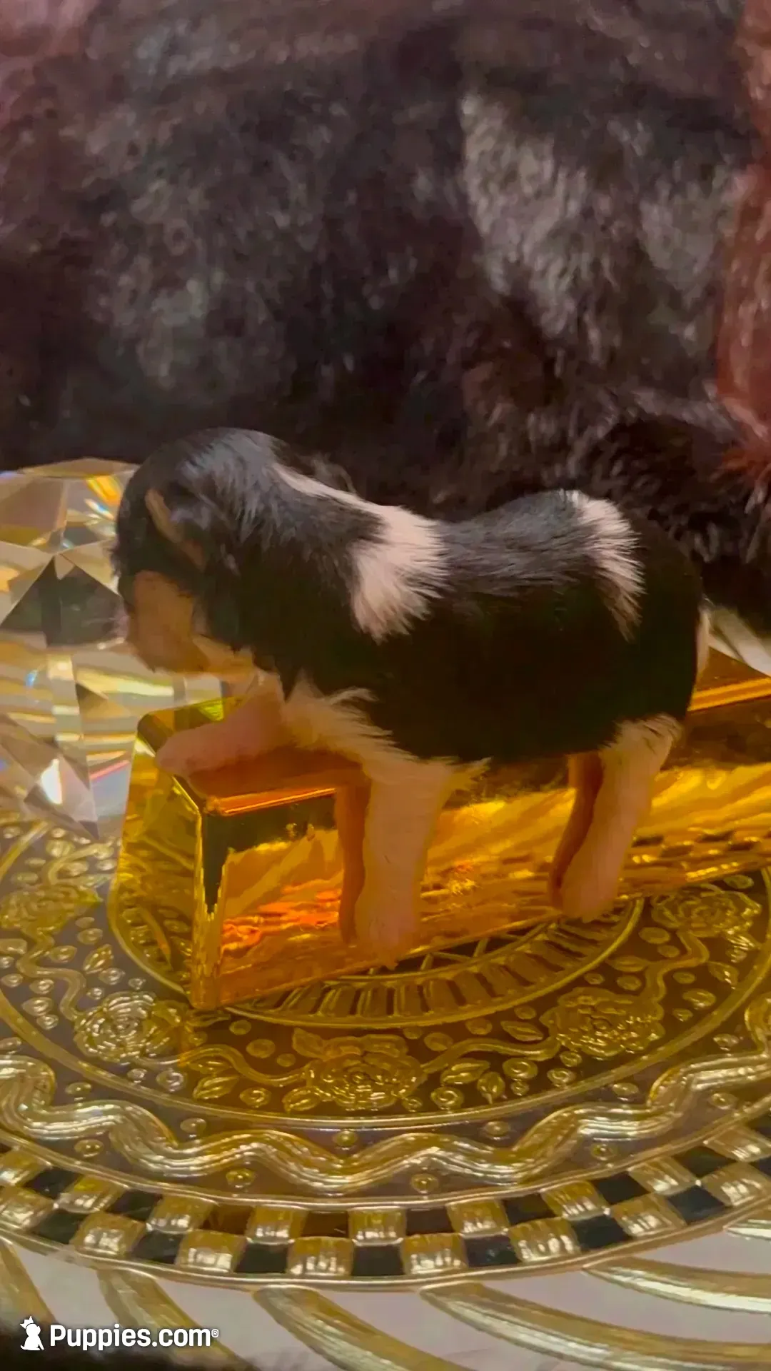 TTPF1(micro), a female Yorkshire Terrier for sale in Fort Worth, TX – 2 of 10