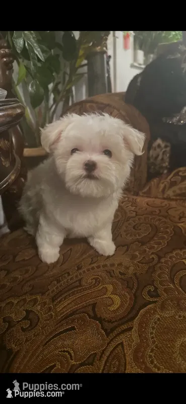 PM1 – Maltese puppy for sale in Fort Worth, TX