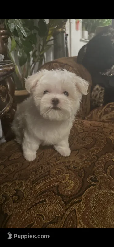 PF1 – Maltese puppy for sale in Fort Worth, TX