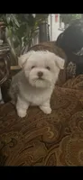 PF1, a female Maltese for sale in Fort Worth, TX – 1 of 10