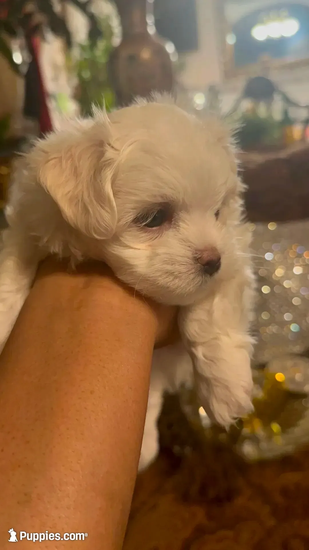 PM1(tiny), a male Maltese for sale in Fort Worth, TX – 5 of 10