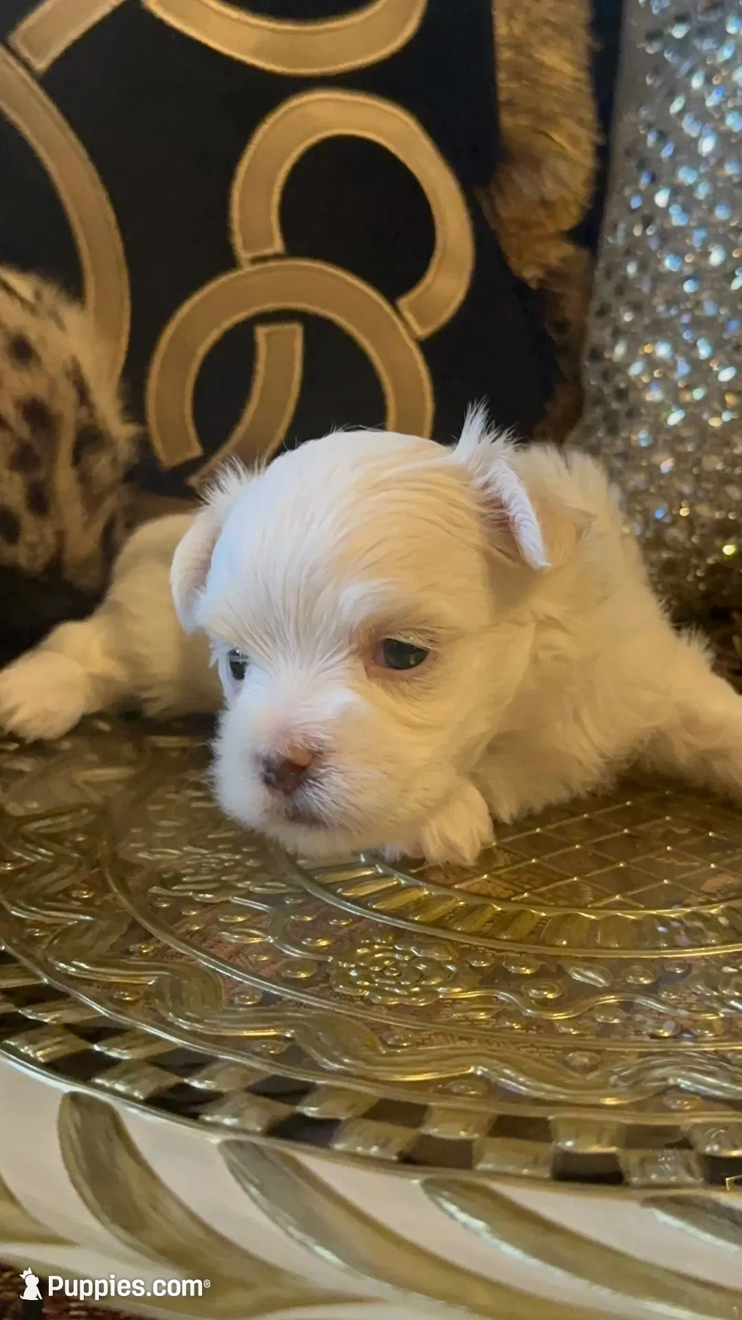 PM2, a female Maltese for sale in Fort Worth, TX – 7 of 10