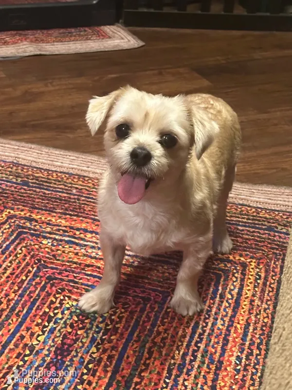 Goldie – Yorkshire Terrier puppy for sale in Fort Worth, TX