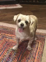 Goldie, a male Yorkshire Terrier for sale in Fort Worth, TX – 1 of 9