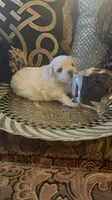 PF1, a female Maltese for sale in Fort Worth, TX – 4 of 10