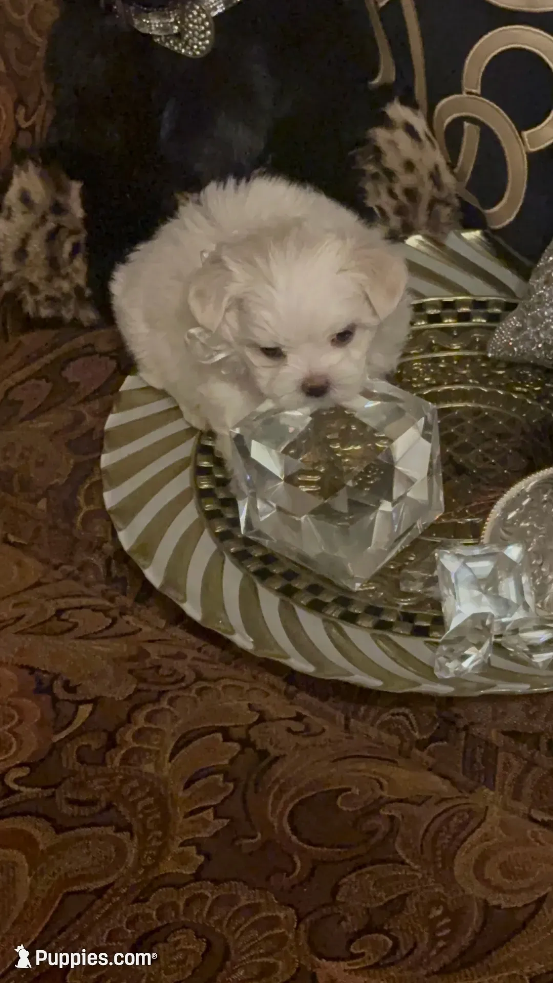 PF1(tiny), a female Maltese for sale in Fort Worth, TX – 8 of 10