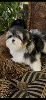 TTPF2, a female Yorkshire Terrier for sale in Fort Worth, TX – 10 of 10