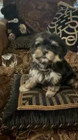 TT Trad M1, a female Maltese and Yorkshire Terrier for sale in Fort Worth, TX – 2 of 10