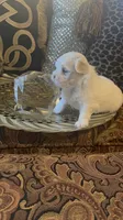 PF1, a female Maltese for sale in Fort Worth, TX – 6 of 10