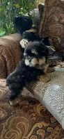 TT Trad F1, a female Maltese and Yorkshire Terrier for sale in Fort Worth, TX – 4 of 10