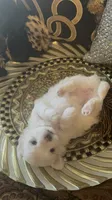 PF1, a female Maltese for sale in Fort Worth, TX – 3 of 10