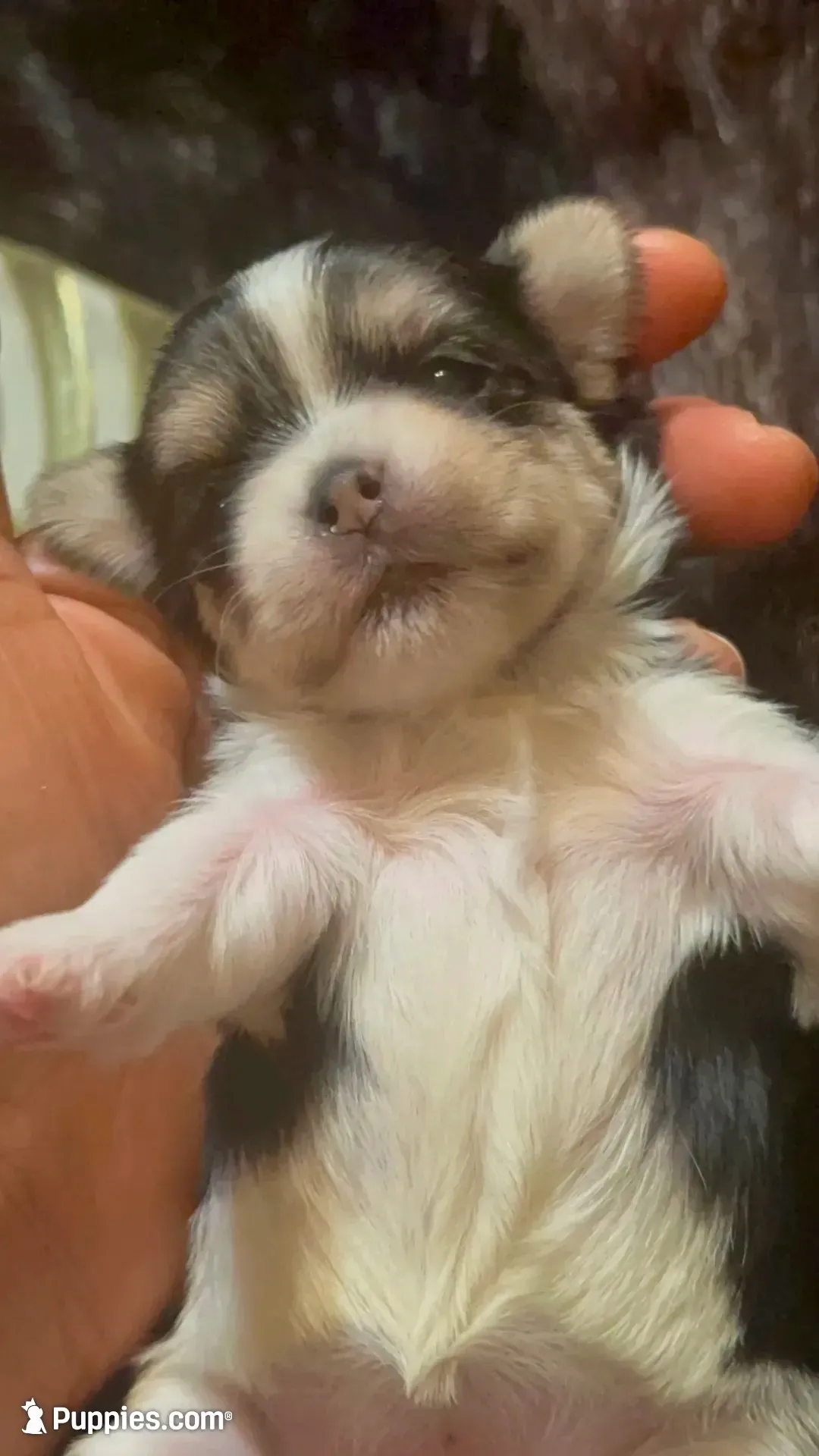 TTPF2(tiny), a female Yorkshire Terrier for sale in Fort Worth, TX – 6 of 10