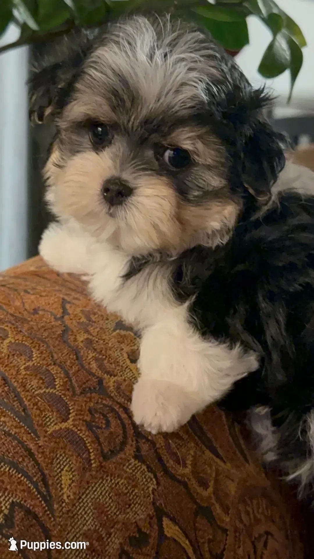 TTPF1(micro), a female Yorkshire Terrier for sale in Fort Worth, TX – 10 of 10