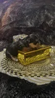 TT Trad M1(micro), a female Maltese and Yorkshire Terrier for sale in Fort Worth, TX – 2 of 9