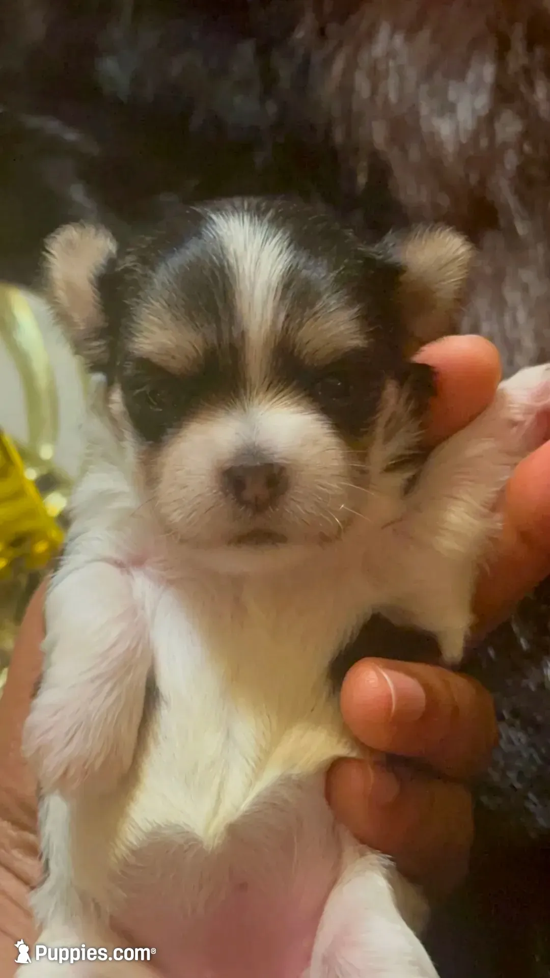 TTPF2(tiny), a female Yorkshire Terrier for sale in Fort Worth, TX – 5 of 10