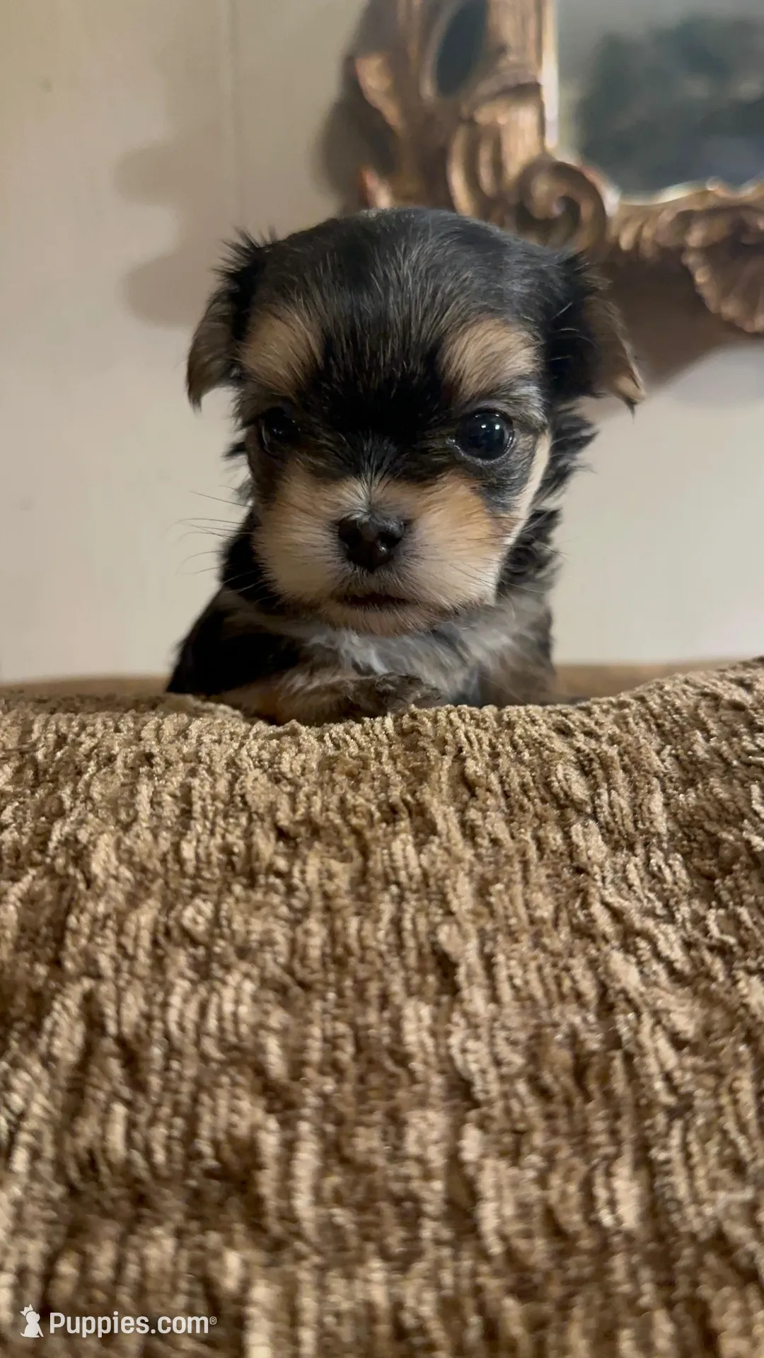 TT2M, a female Morkie for sale in Fort Worth, TX – Photo 3 of 9