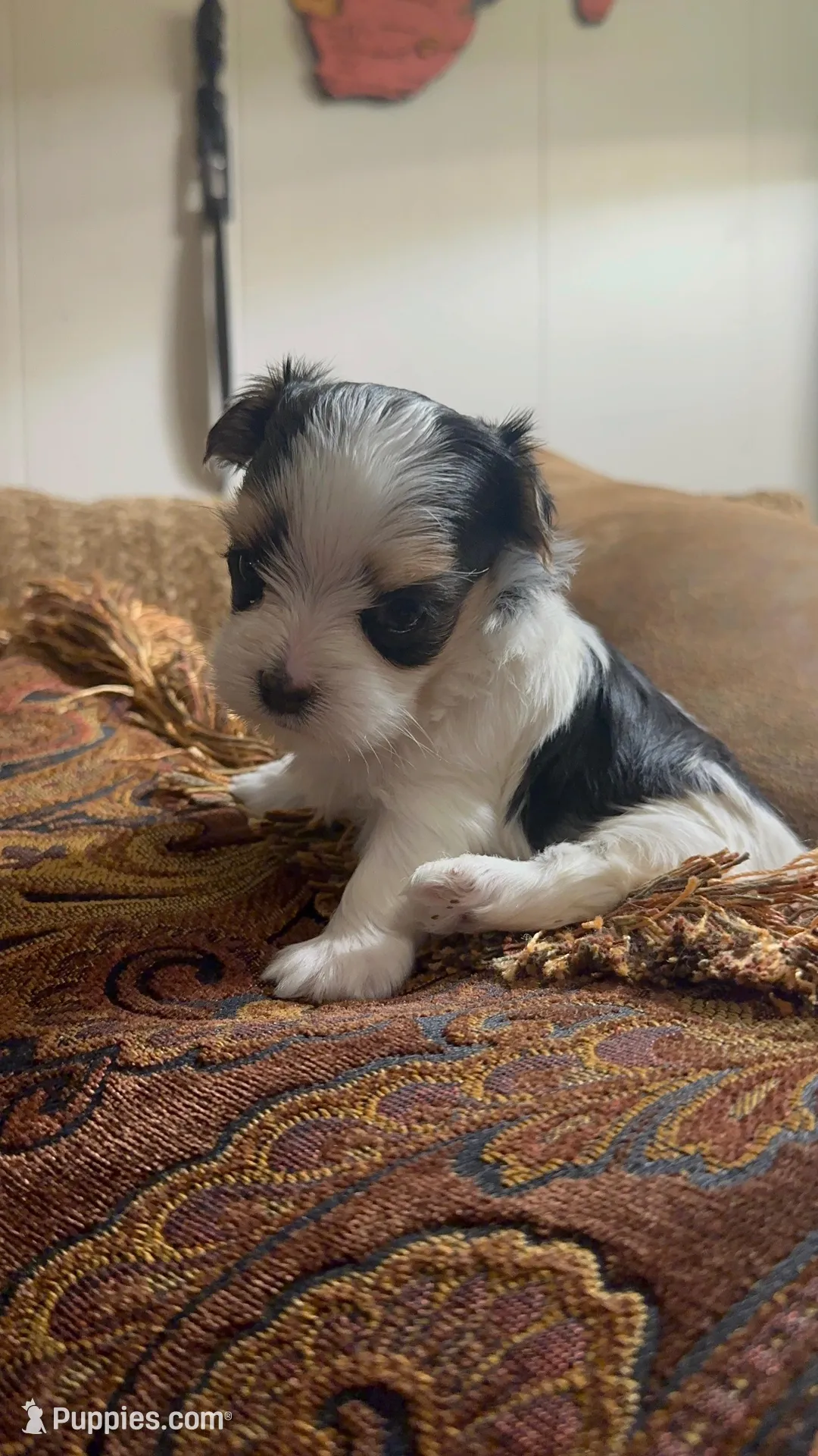 EASTER SALE-TT1P – Yorkshire Terrier puppy for sale in Fort Worth, TX